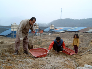 괴산에서는 유기 양계장에 갔었다. 도착 때부터 머무는 동안 가급적이면(?) 일을 했다. 먹고입고 자는 일에 빚지지 않아야 몸이나 마음이 가벼워서 그렇다. 